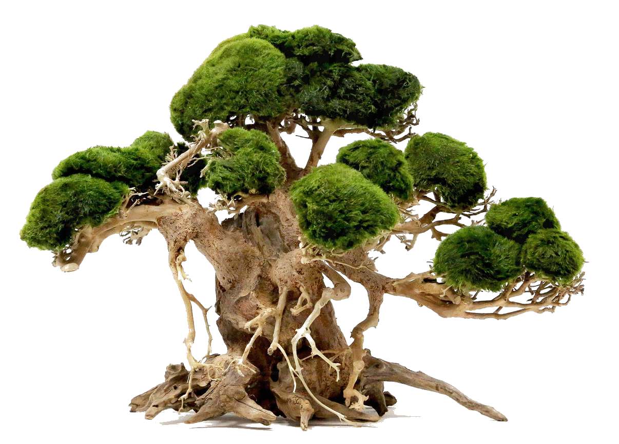 Bonsai Tree Moss