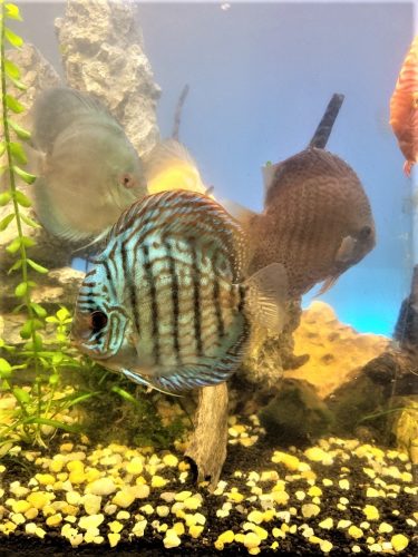 German Red Turquoise Discus, Blue Base photo review