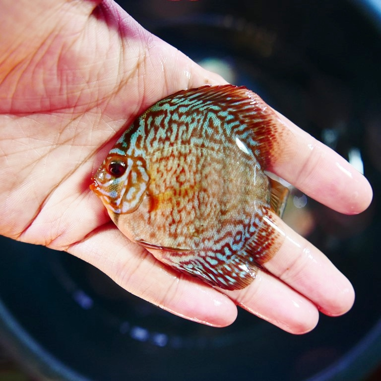 red turquoise discus