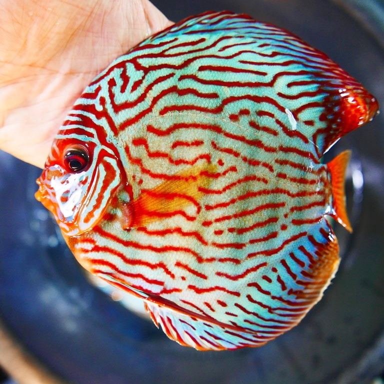 red turquoise discus