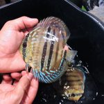 wild discus fish for sale