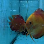 Red Melon Discus Fish, Proven Breeding Pair for Sale