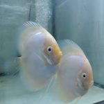 Snow White Discus Fish, Proven Breeding Pair for Sale