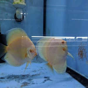 Albino Platinum Discus Fish, Proven Breeding Pair for Sale
