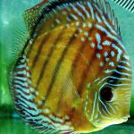 wild discus fish for sale