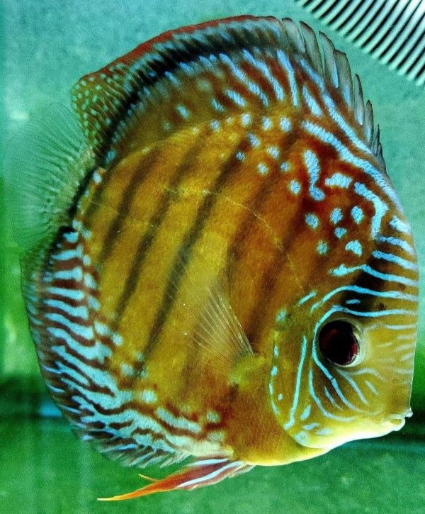 wild discus fish for sale