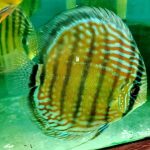 wild discus fish for sale