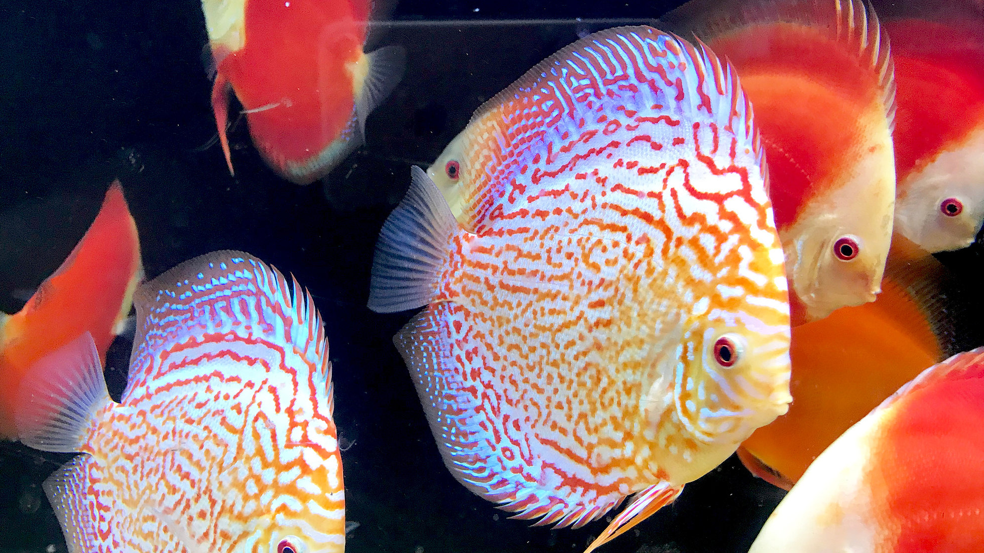 Golden Leopard Discus, Orange Base | Discus.com