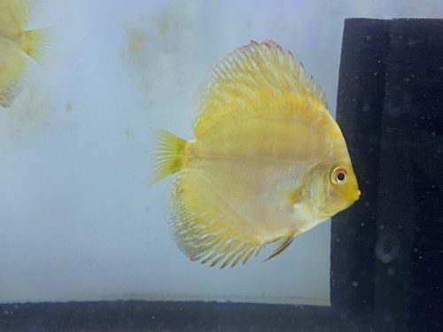 Golden Leopard Discus, Red Base photo review