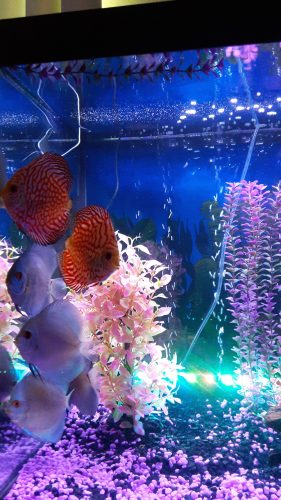 Orange Carnation Pigeon Discus photo review