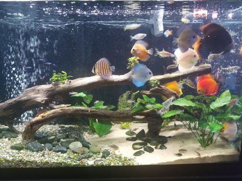 Assorted Premium Discus 10-Pack photo review