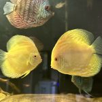 Albino Pearl Diamond Discus, Dark Base photo review