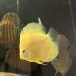 Albino Pearl Diamond Discus, Dark Base photo review