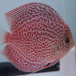 hybrid cultivated discus fish for sale