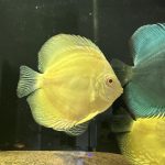 Albino Pearl Diamond Discus, Dark Base photo review