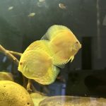 Albino Pearl Diamond Discus, Dark Base photo review