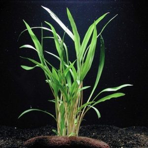 Cryptocoryne