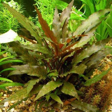 Cryptocoryne Wendtii Red Mi Oya | Discus.com