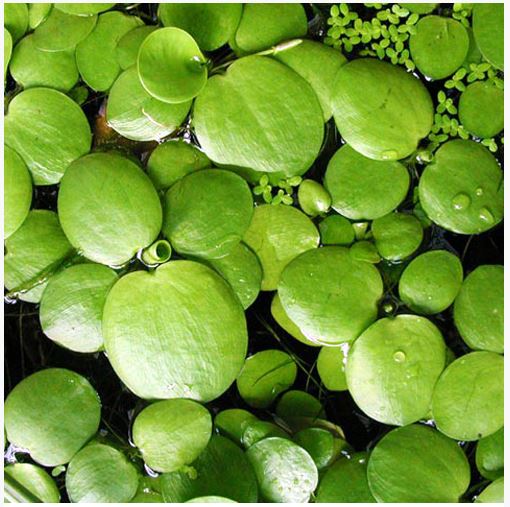  Frogbit  American Aquatic Plant  for freshwater aquariums 