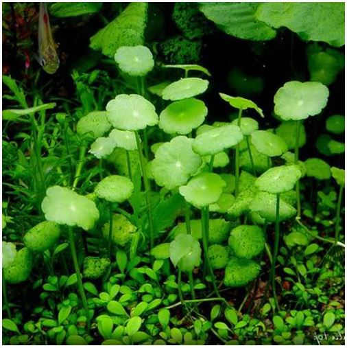 Brazilian Pennywort  Bunched Aquatic Plant  Discus com
