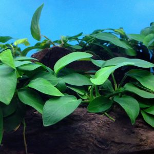 Anubias