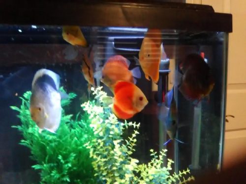 Golden Diamond Discus photo review