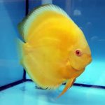 hybrid cultivated discus fish for sale