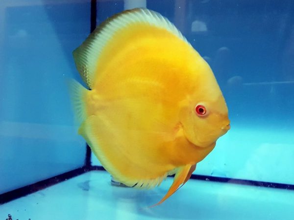 hybrid cultivated discus fish for sale