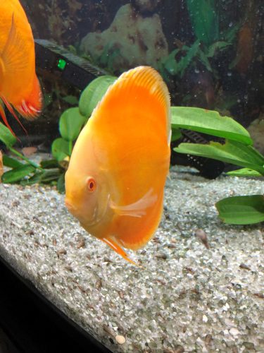 Albino Pearl Diamond Discus, Dark Base photo review