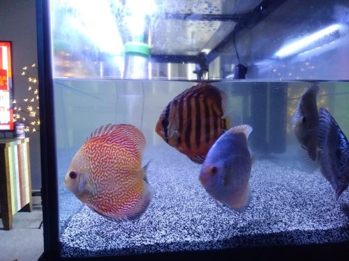 F1 Ica Red Discus photo review