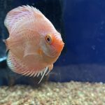 Golden Pigeon Leopard Discus, White Base photo review