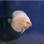 Golden Pigeon Leopard Discus, White Base photo review