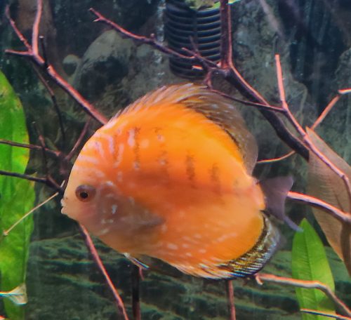 Yellow Rafflesia Discus photo review