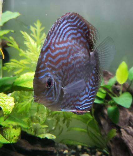 German Red Turquoise Discus, Red Base photo review