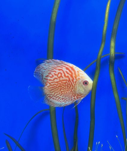 Silver Pigeon Leopard Discus photo review