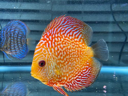 Golden Pigeon Leopard Discus, White Base photo review