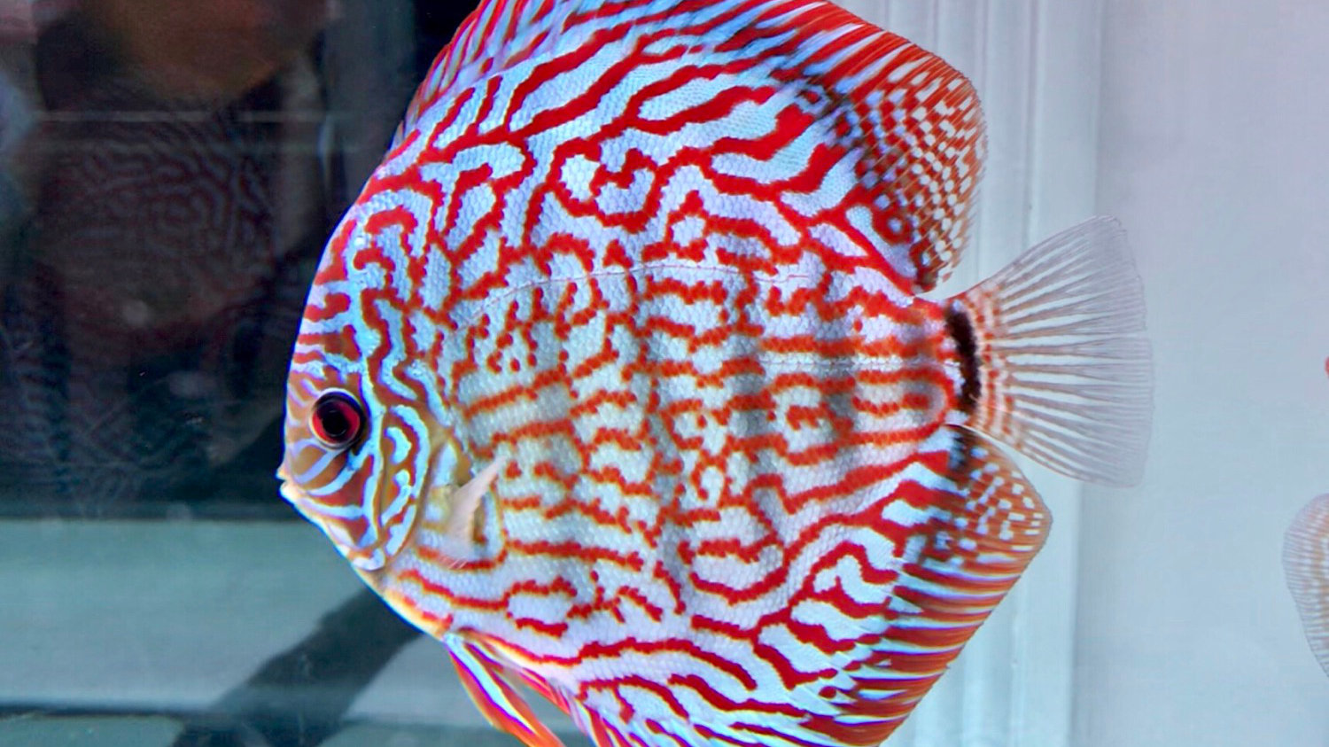 Red Royal Flora Discus | Discus.com