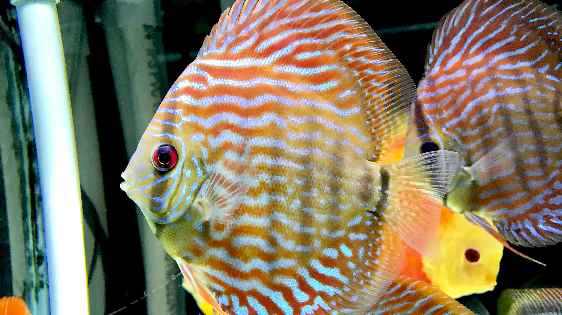 Straight-Line Royal Flora Discus | Discus.com