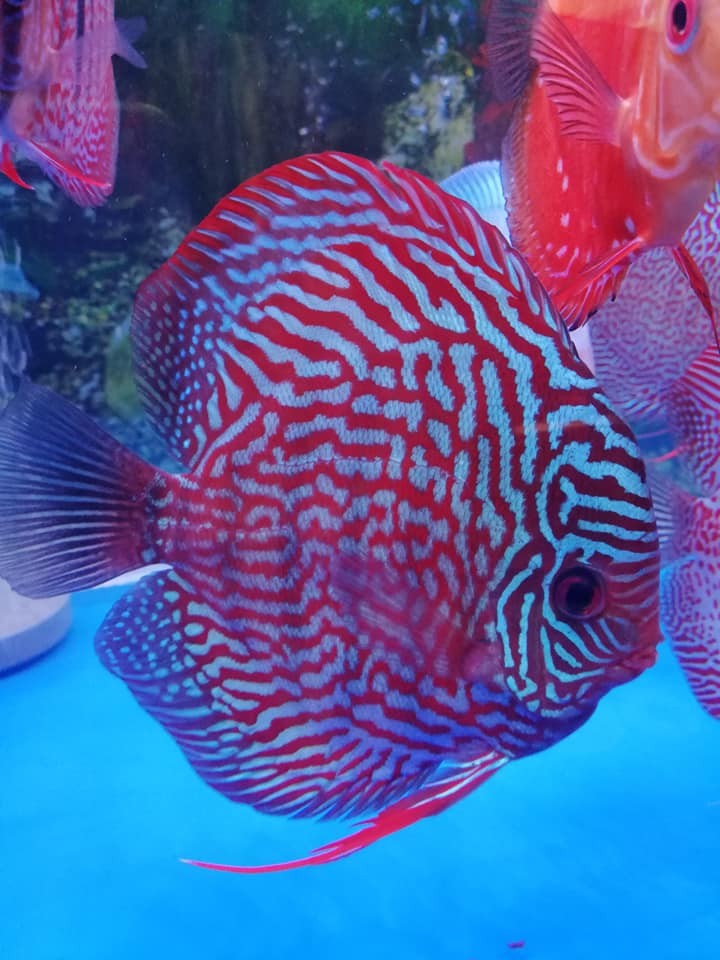 German Red Turquoise Discus, Red Base | Discus.com