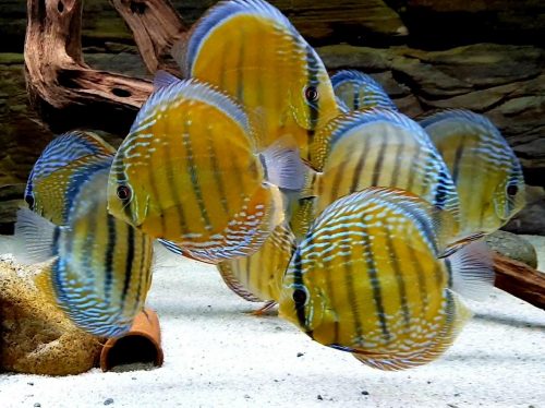 F1 Ica Red Discus photo review