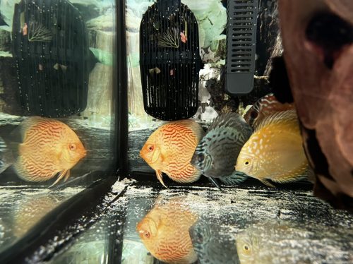 Golden Pigeon Leopard Discus, White Base photo review