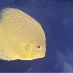 Golden Pigeon Leopard Discus, White Base photo review