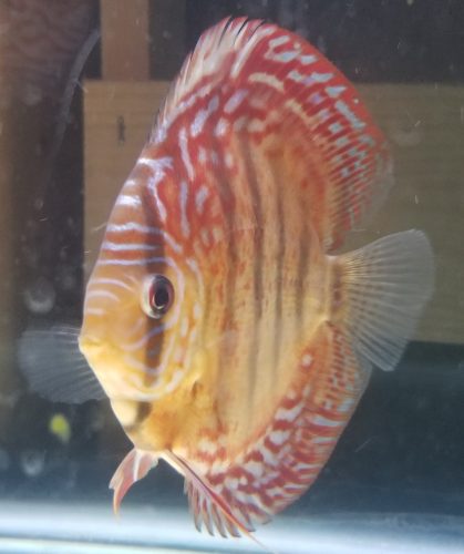 Green Alenquer Heckel Cross Discus photo review