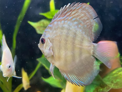 Ocean Green Heckel Cross Discus photo review