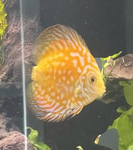 Yellow Pigeon Blood Discus photo review