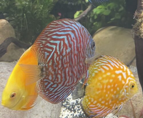 German Red Turquoise Discus, Red Base photo review