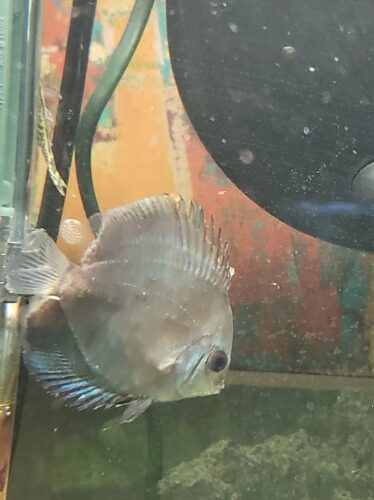 Blue Mercury Discus photo review