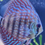 Galaxy Turquoise Discus photo review