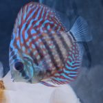 Galaxy Turquoise Discus photo review