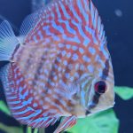 Galaxy Turquoise Discus photo review